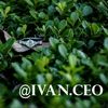 ivanceo